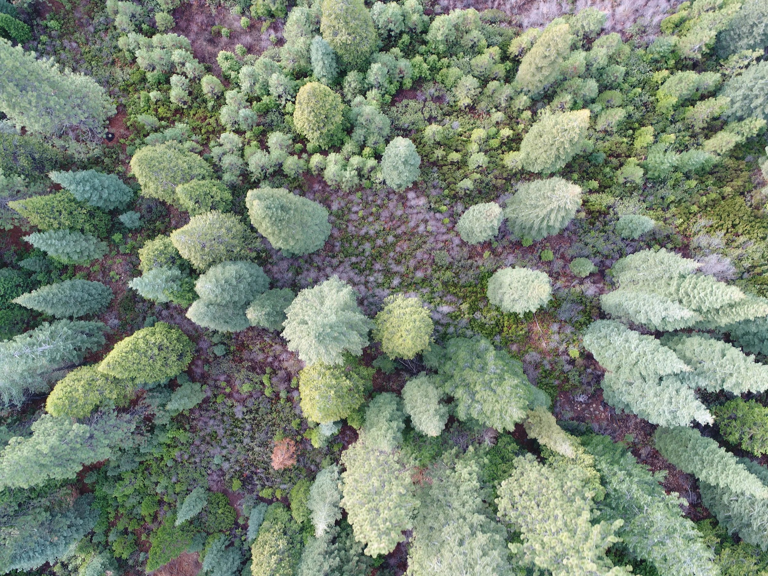 DJI_0130.JPG