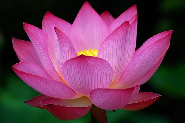 Lotus-Flower.jpeg