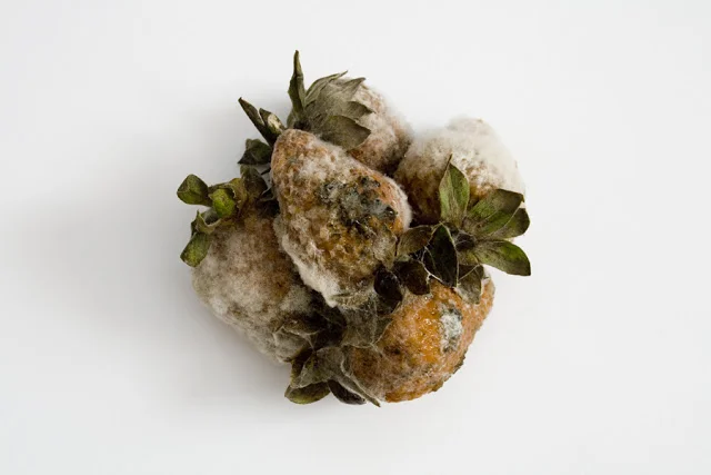 Moldy strawberries (irreparable)