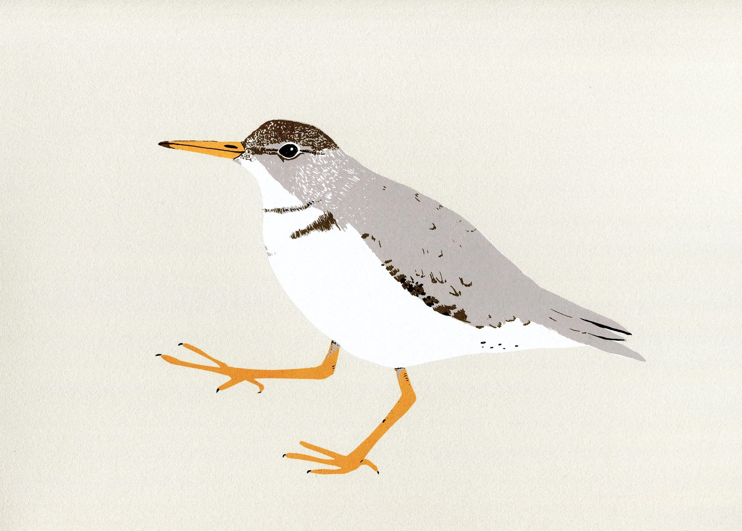 Sandpiper