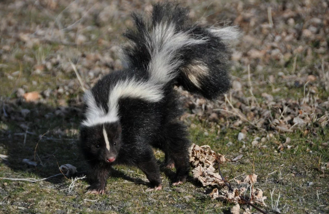 What Happens When You Run Over A Skunk