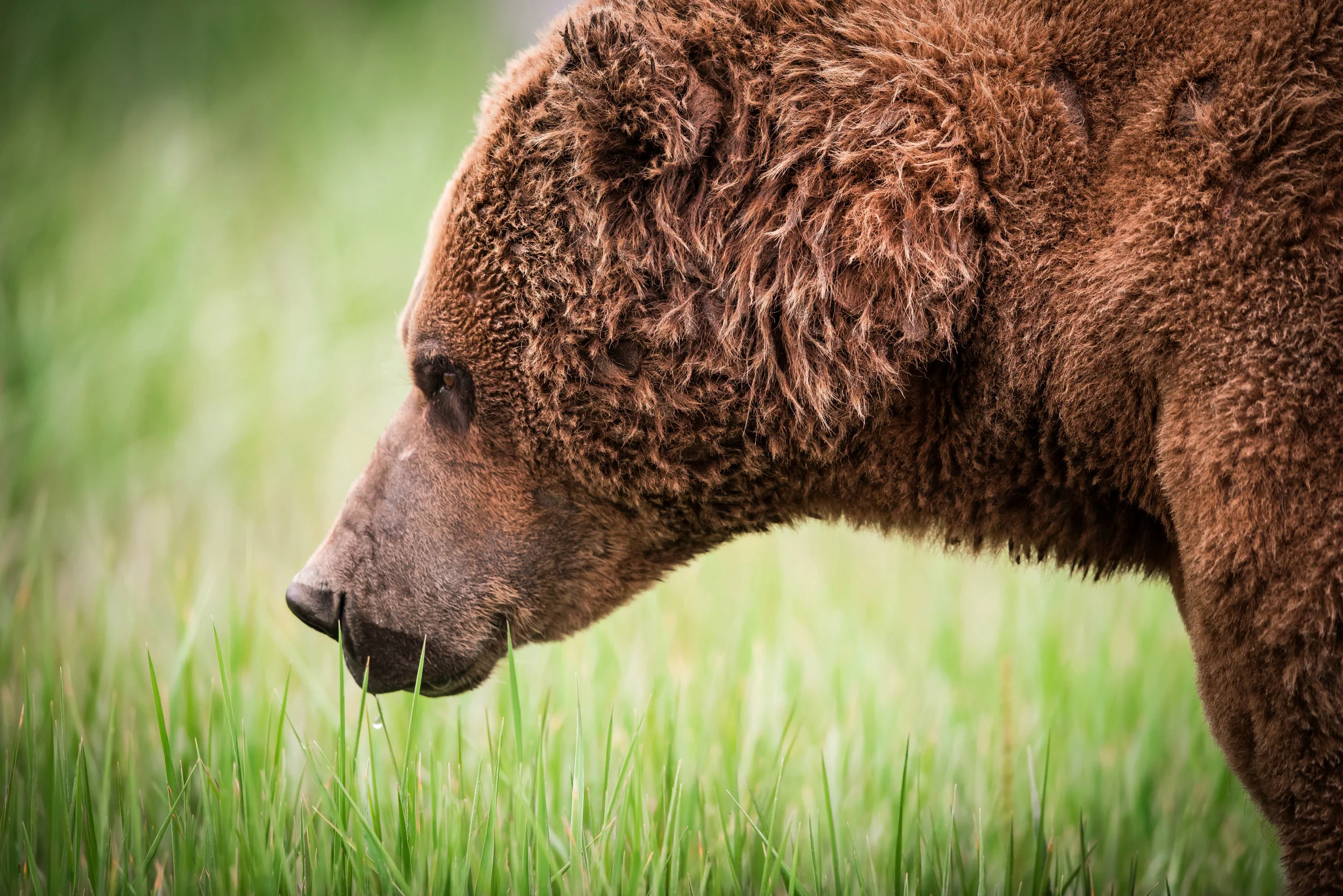 Alaska-Raw-Bear-Profile.jpg