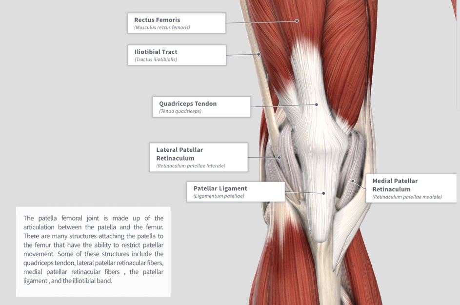 Image via Complete Anatomy 2018 by 3D4 Medical
