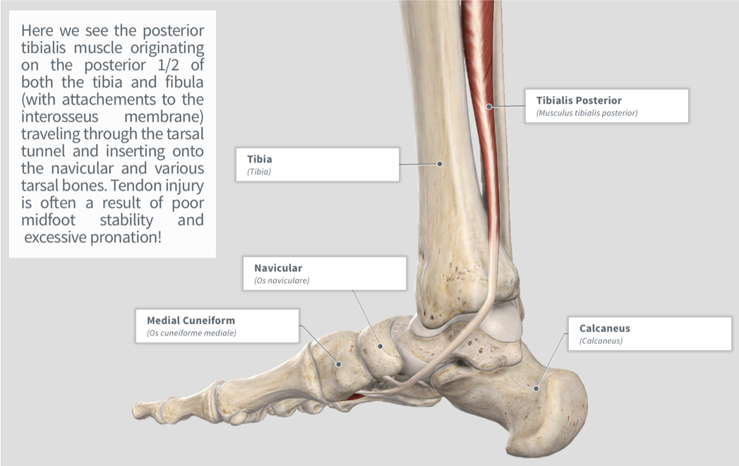 Posterior Tibial Tendon Diagram