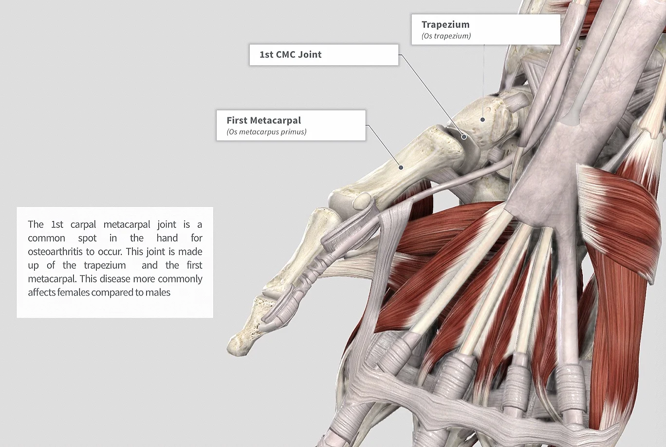 Image via Complete Anatomy by 3D4 Medical