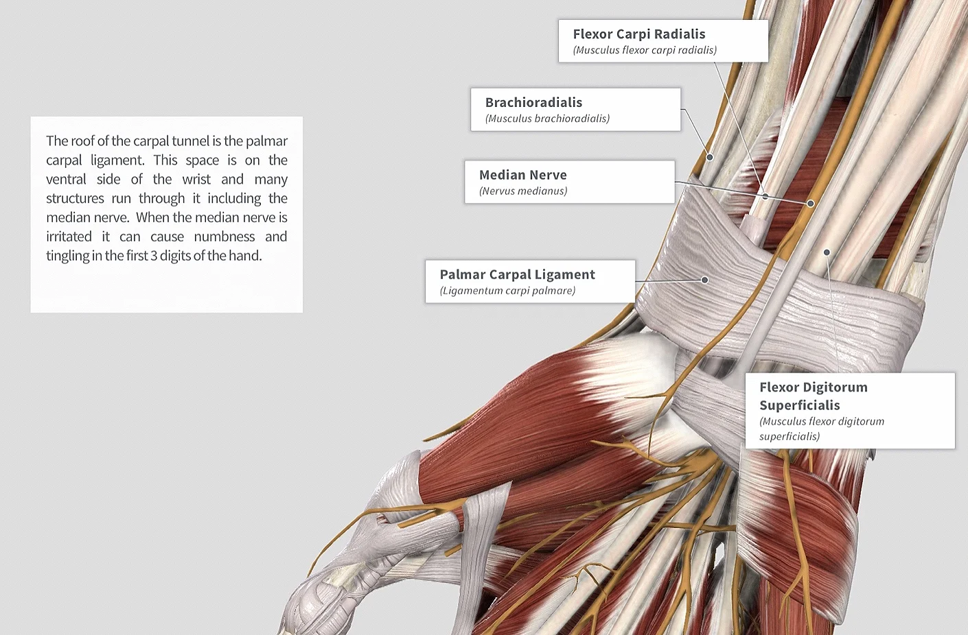 Image via Complete Anatomy by 3D4 Medical