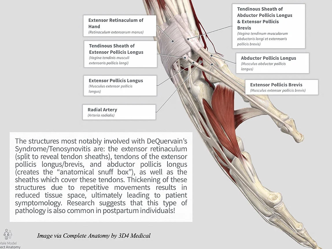 Image via Complete Anatomy by 3D4 Medical