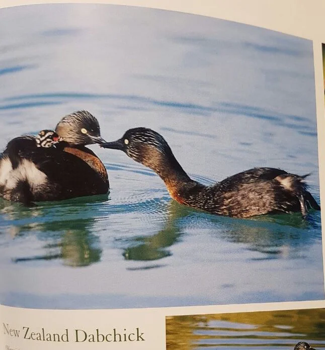 b2 WhatsApp Image 2016-12-26 at 19.59.47.jpeg