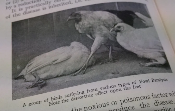 p2 Poultry ailments 2.jpg