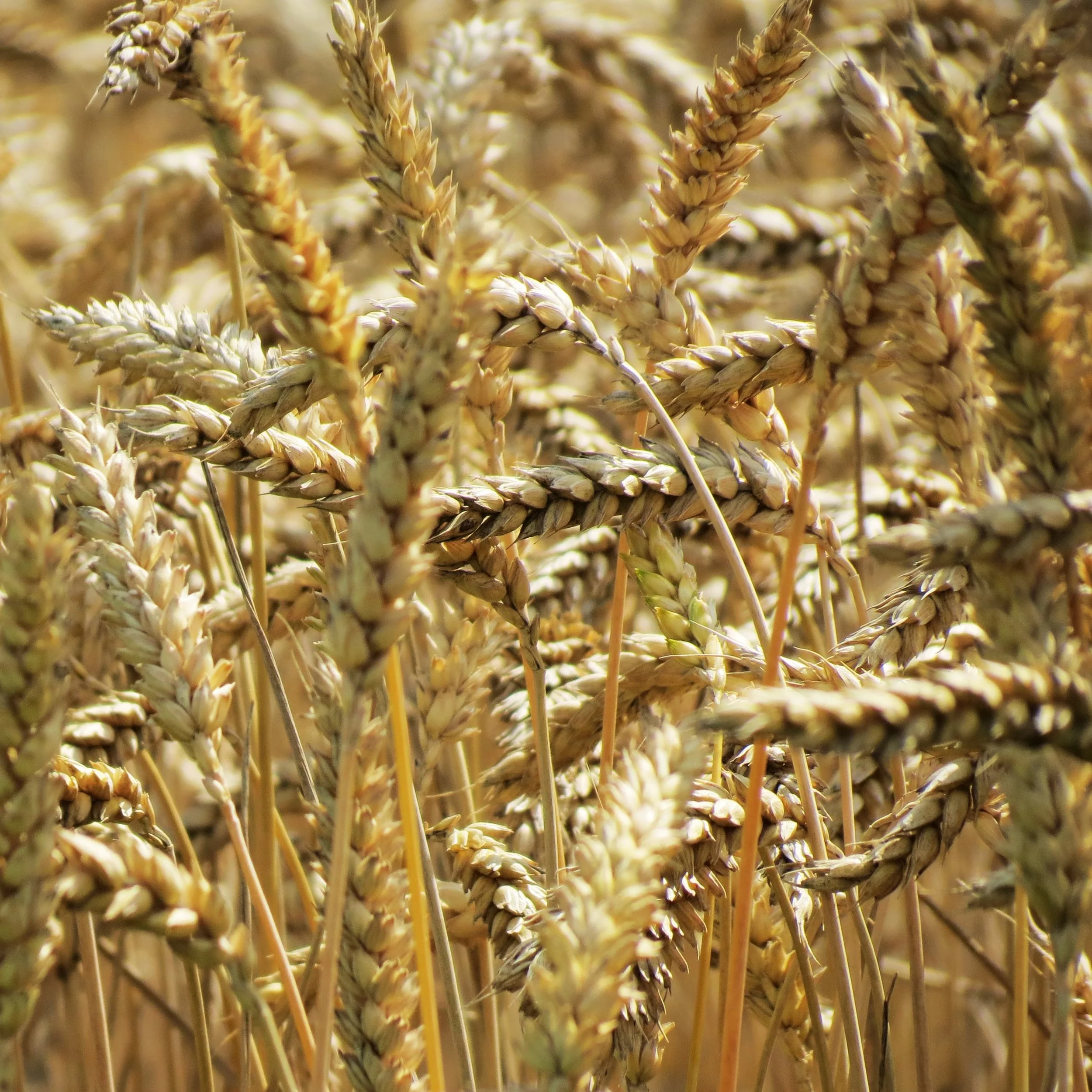 Corn.jpg