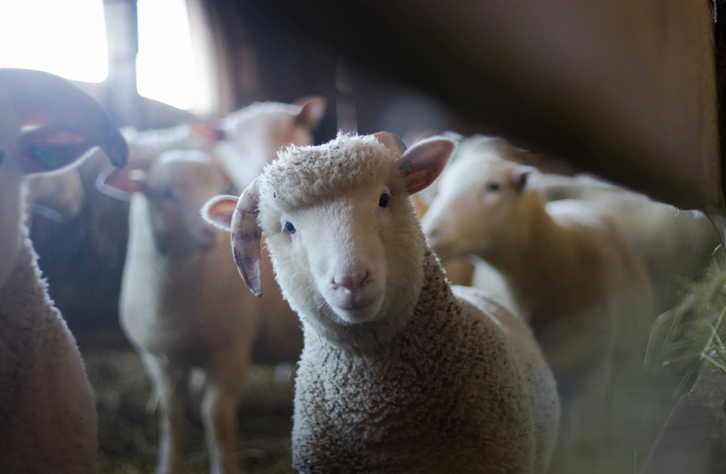 agriculture-animals-baby-288621.jpg