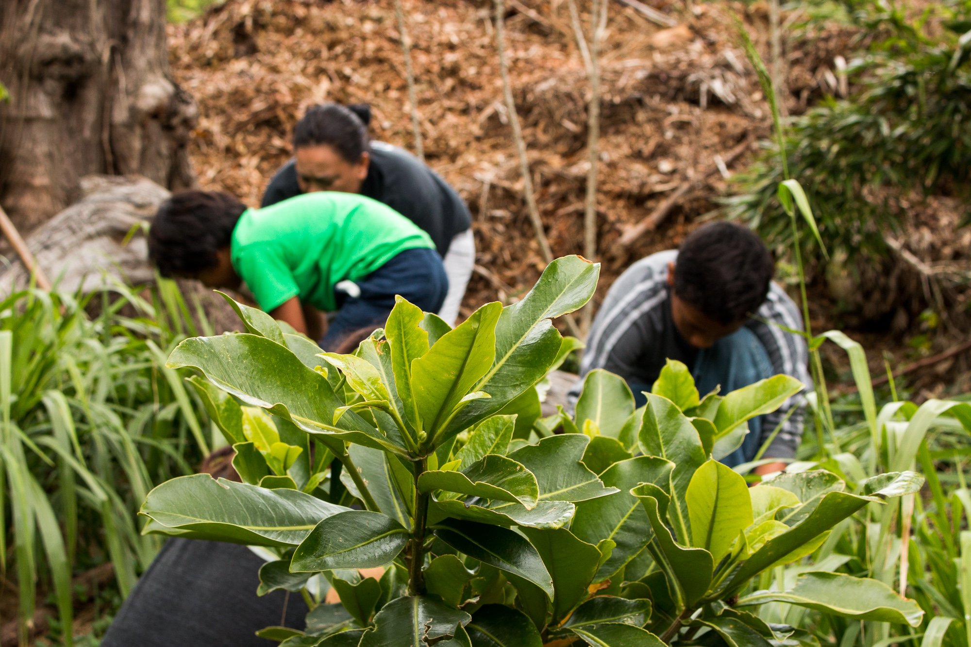 Hooulu Aina Community Garden Workday Roots KKV