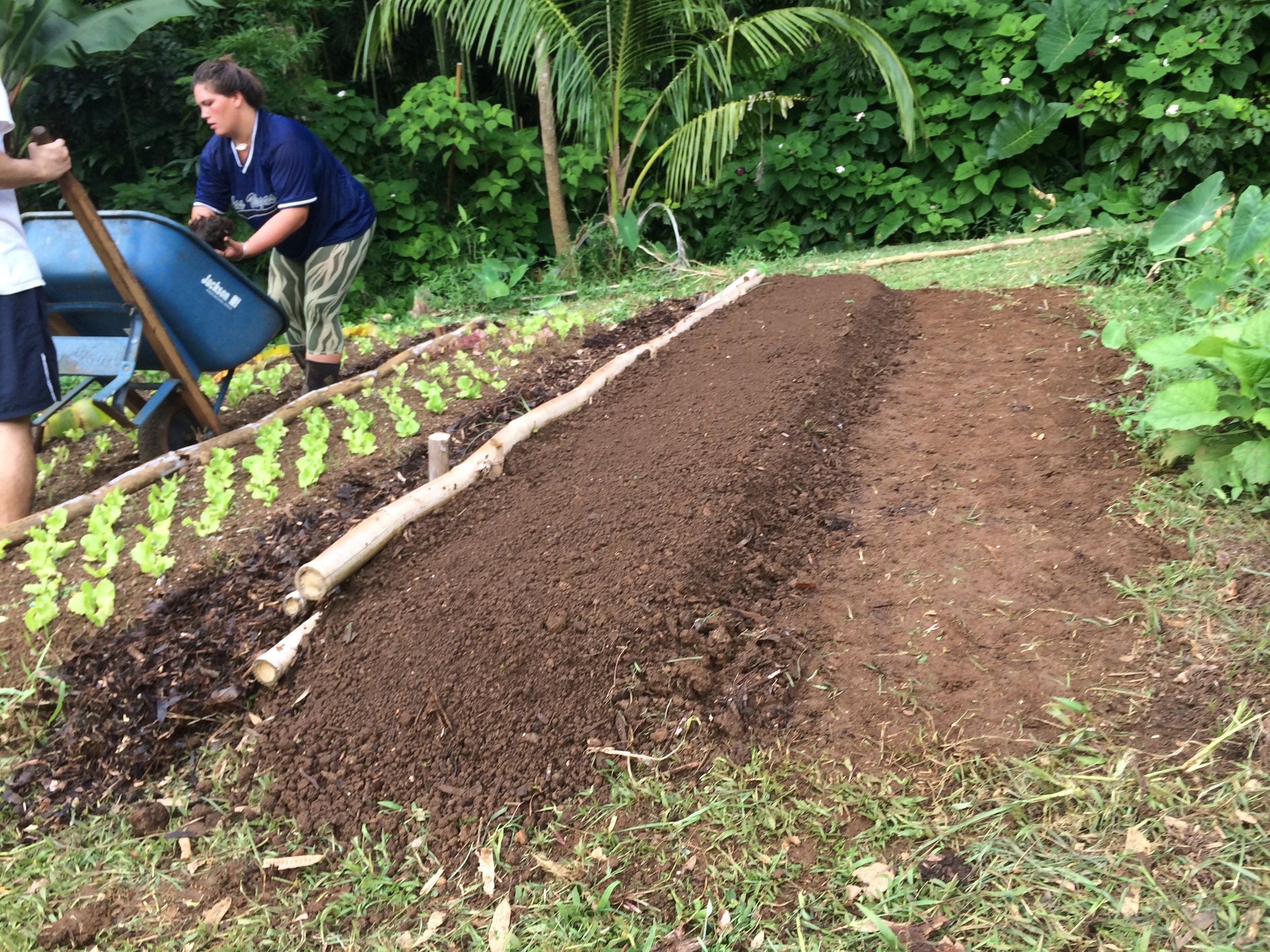 Mahi Aina Community Garden Workday Roots KKV