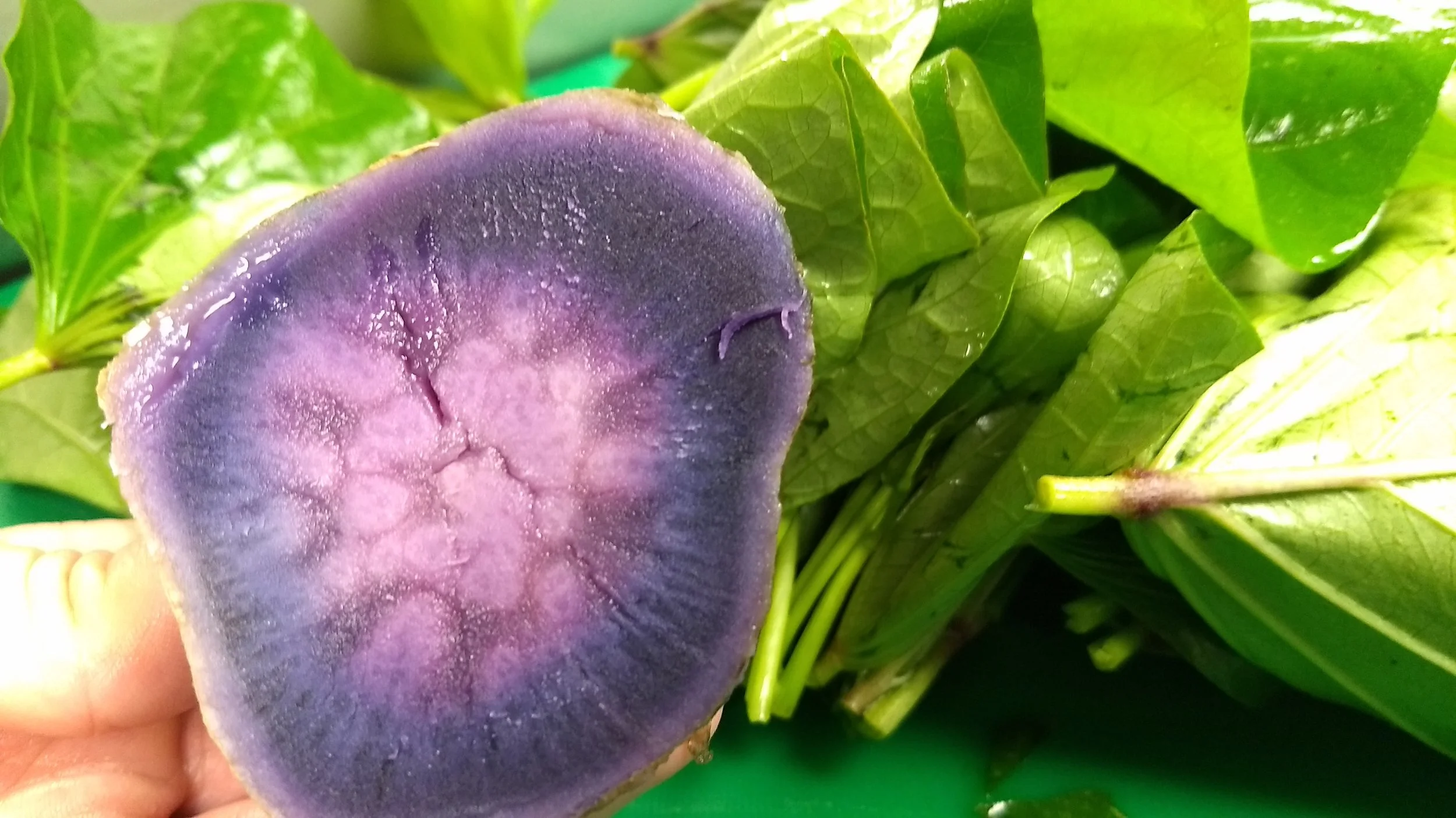 PAINA Coalition Gathering: Sweet Potato