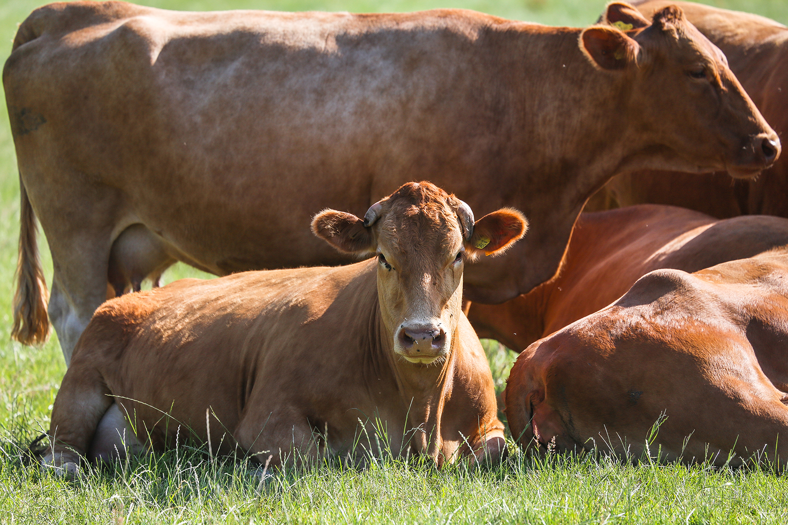 cows-1600-edit.jpg