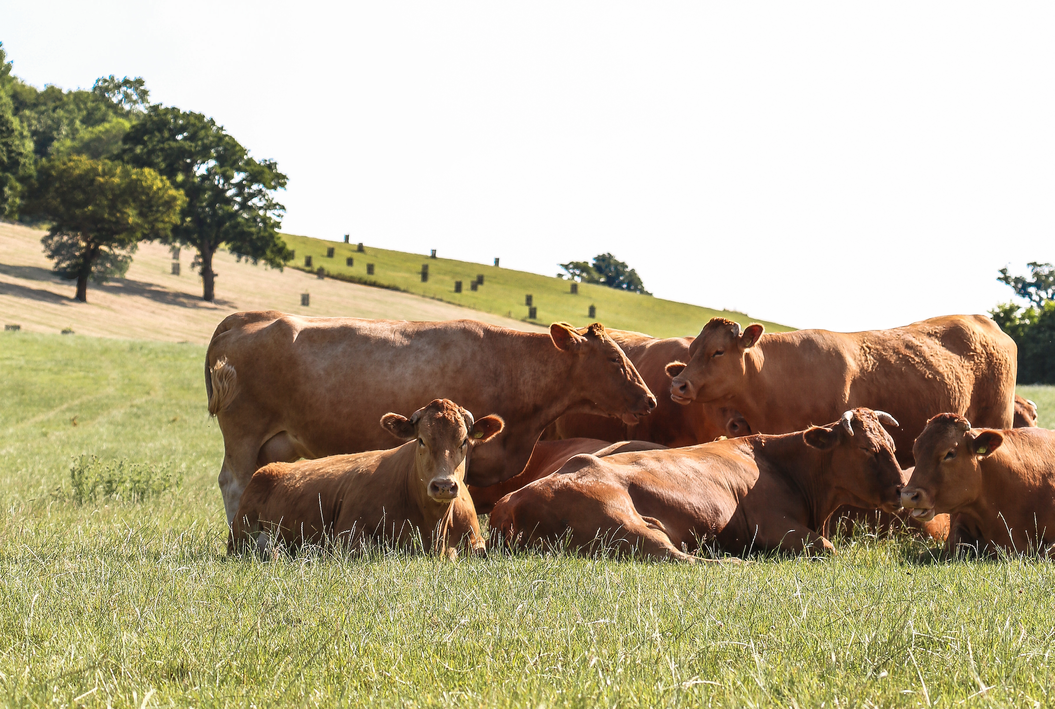 Pedigree South Devons at Newton Farm, Bath