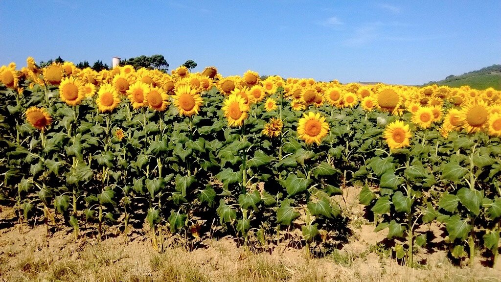 sunflower.jpg