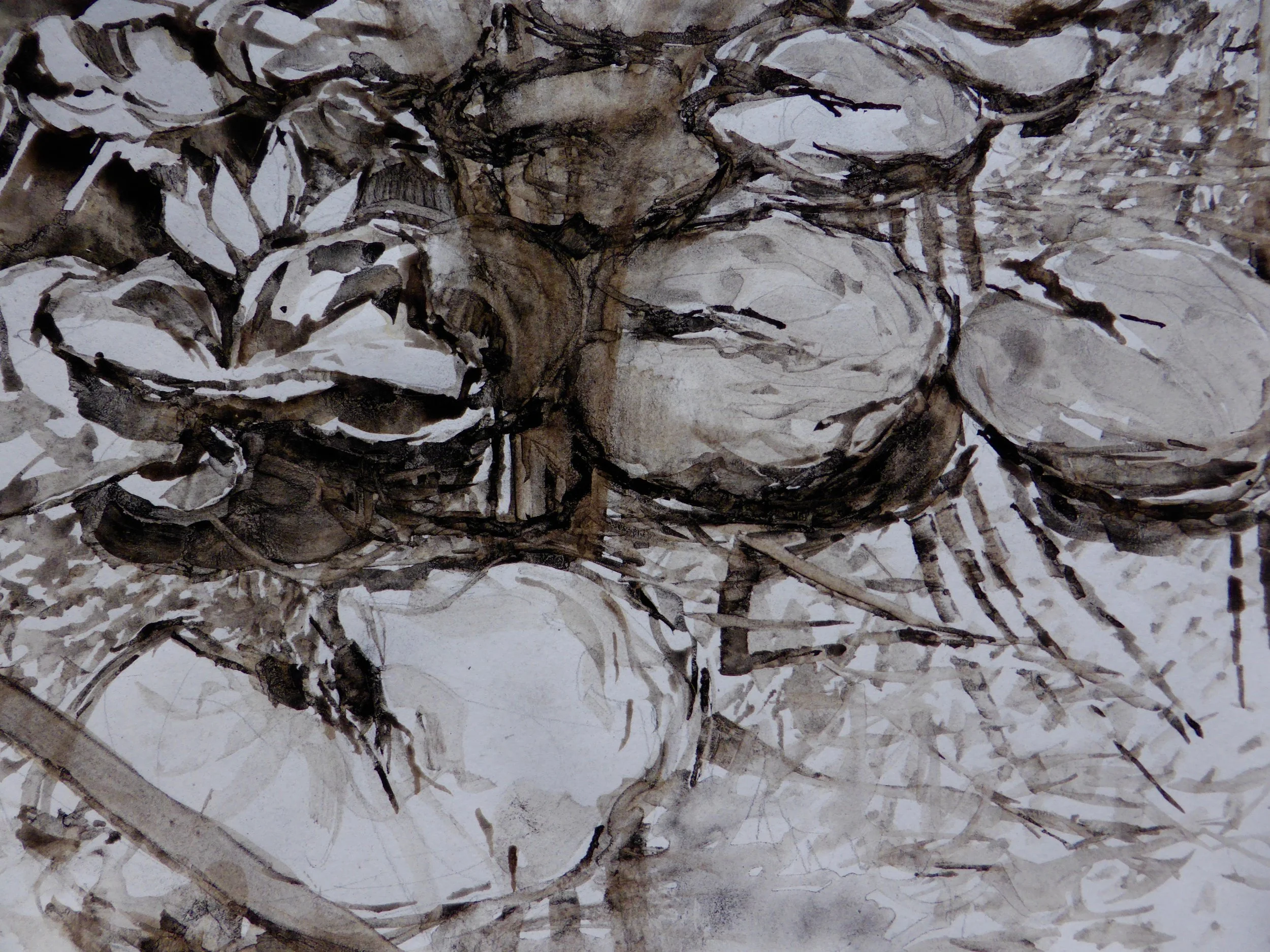 Lily and Lily Pads Study