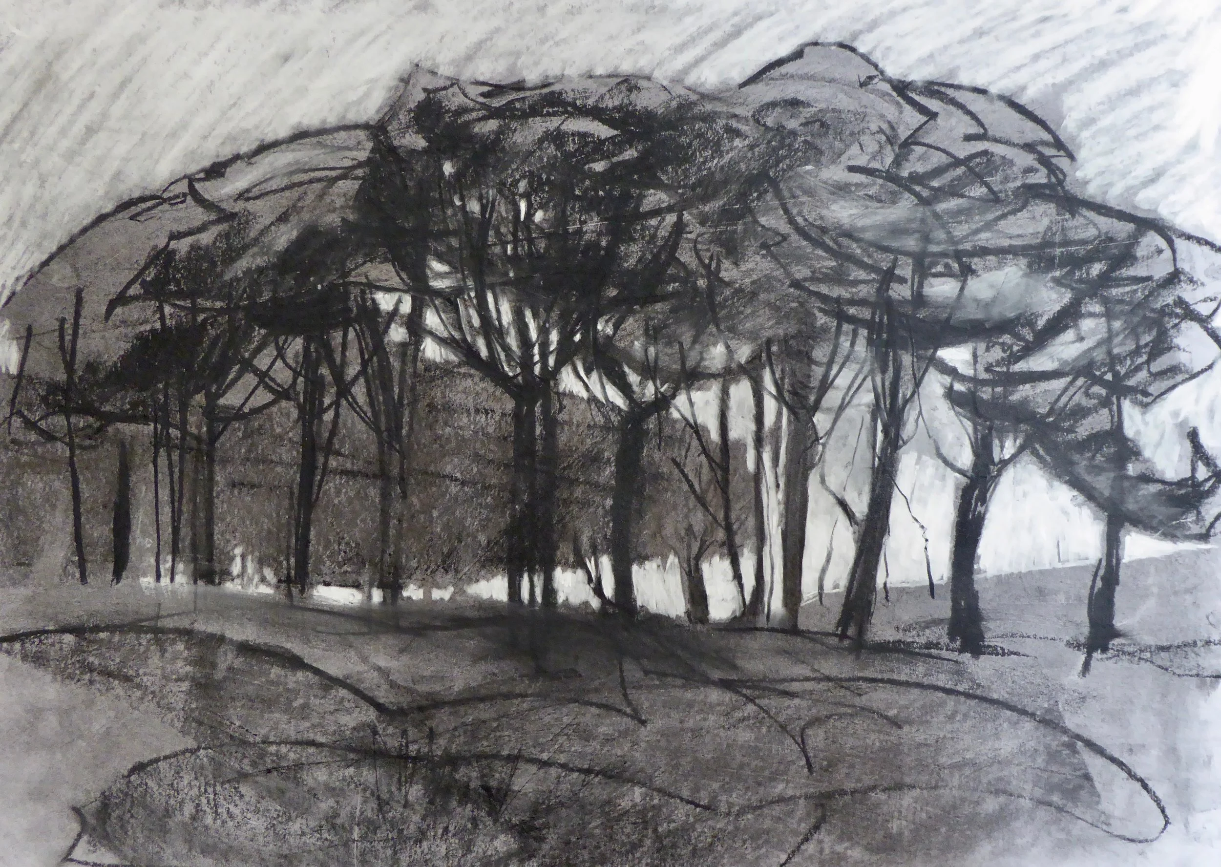 The Copse charcoal and chalk on paper 47 x 34 sold