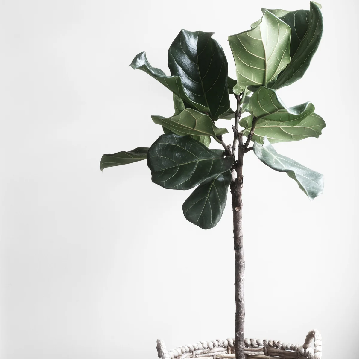 The Neuroscience Behind Decluttering 