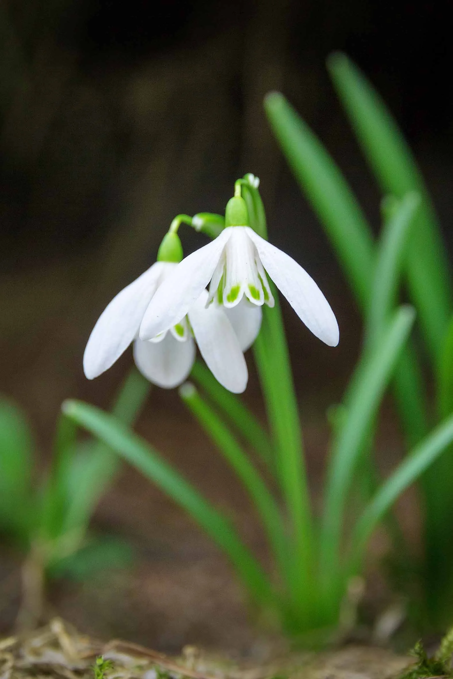 Garden View February