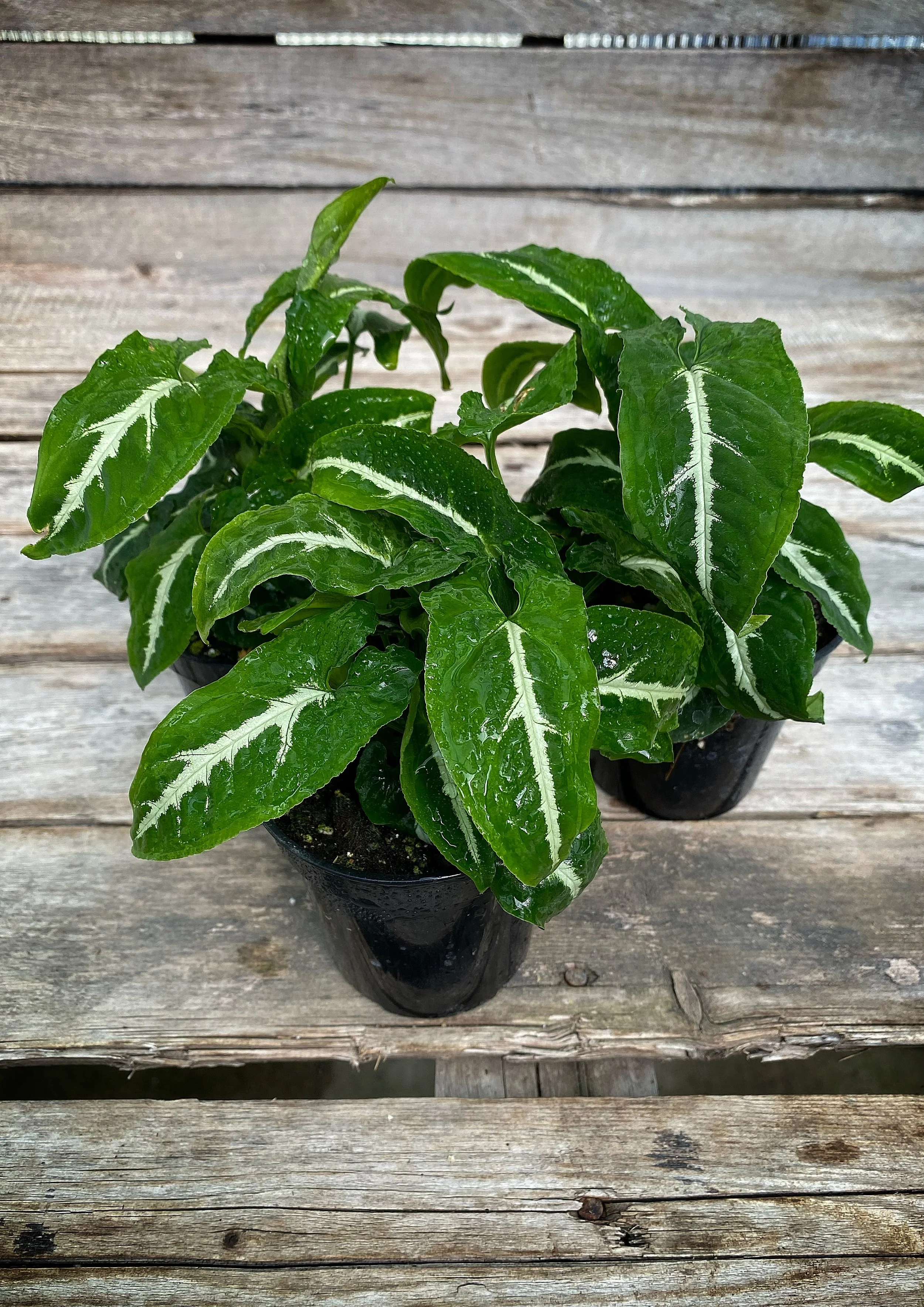 Plants — Baker's Acres Greenhouse