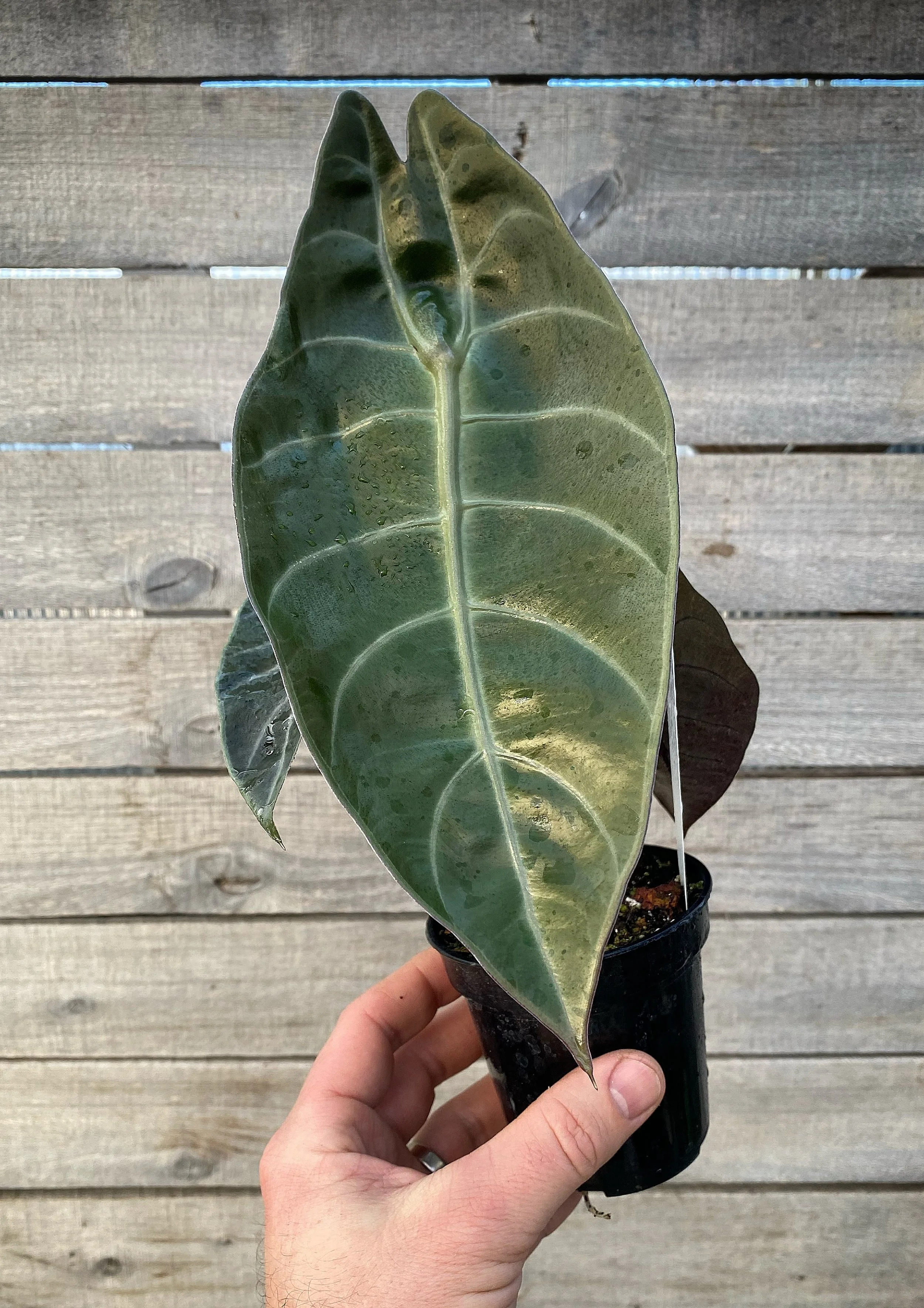 Plants — Baker's Acres Greenhouse