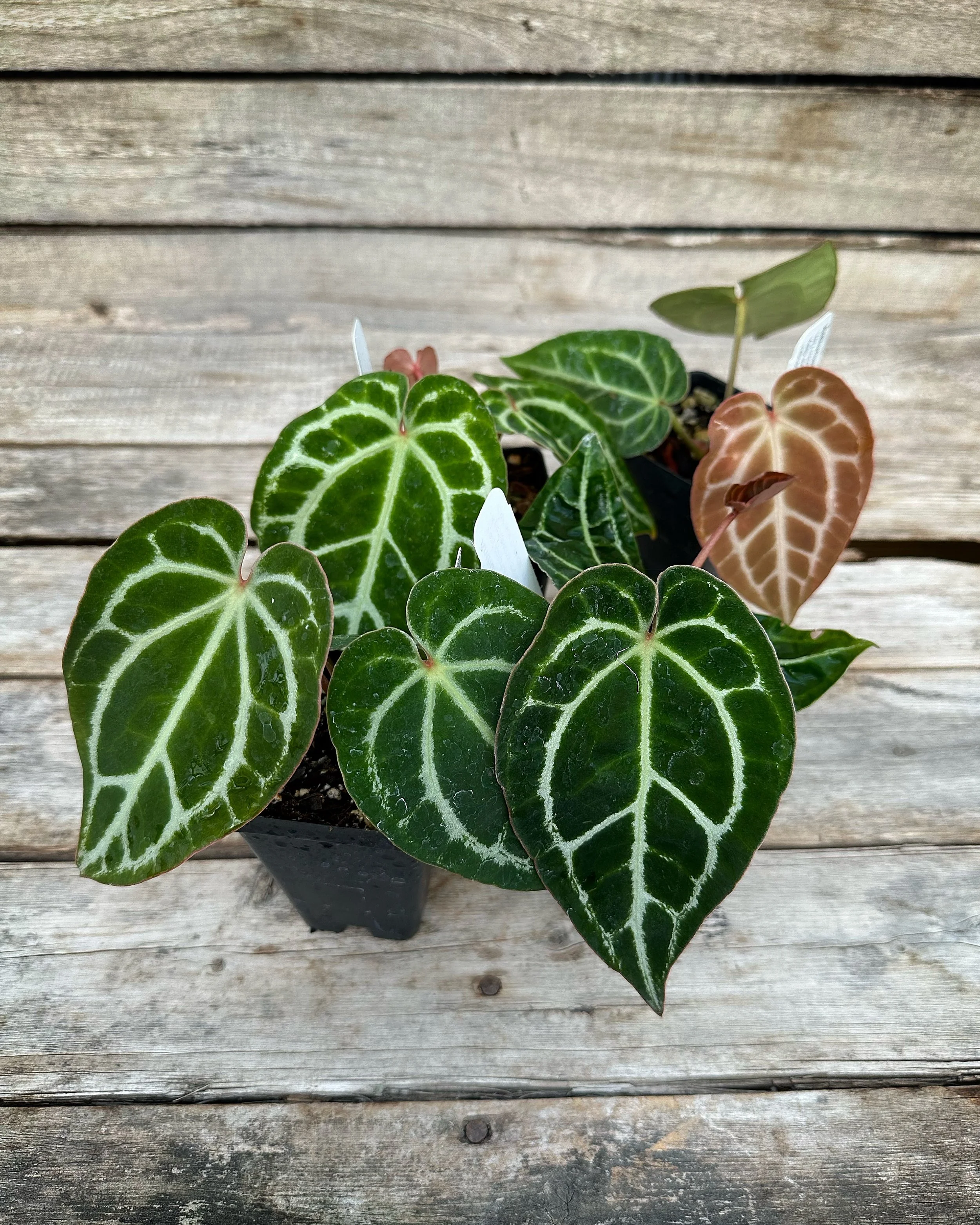 Plants — Baker's Acres Greenhouse