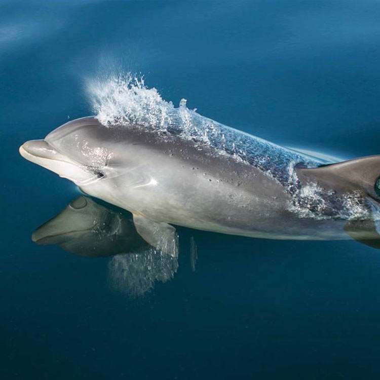 dolphin spotting ecrehous jersey