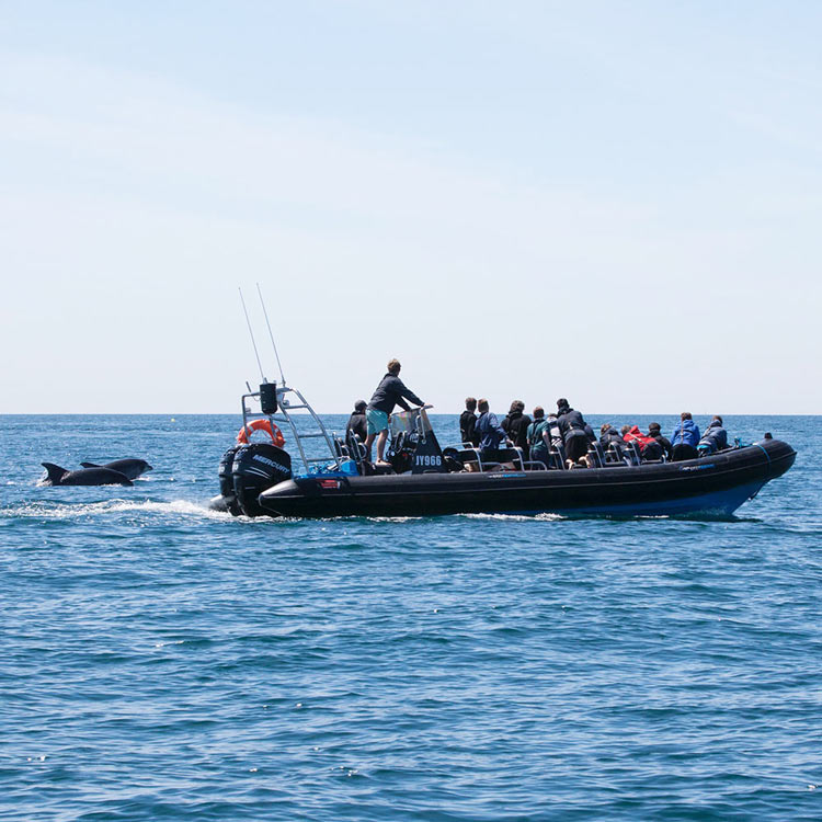 Dolphin Spotting Minquiers Jersey