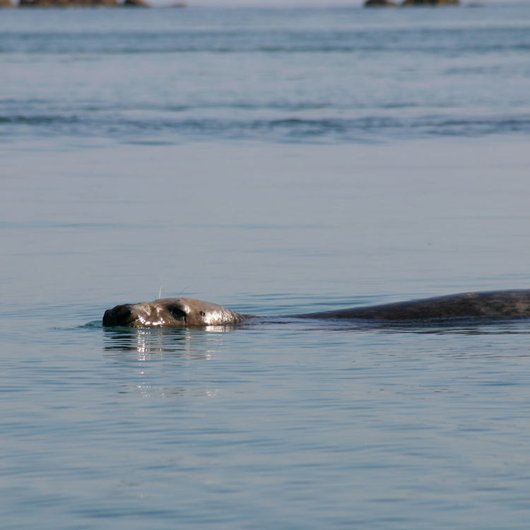 seal spotting wildlife Jersey