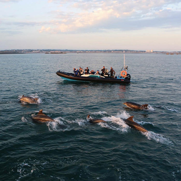 Dolphin spotting Jersey