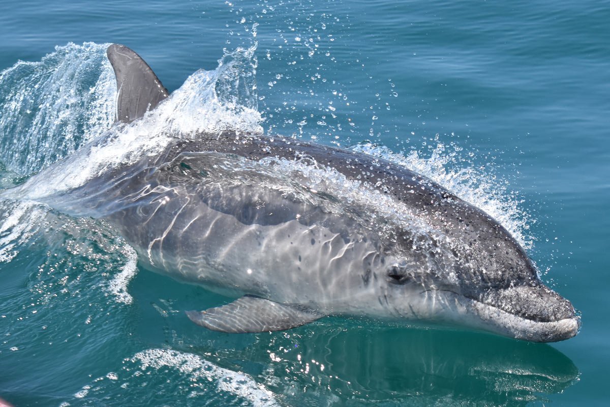 Jersey-seafaris-banner-dolphins.jpg