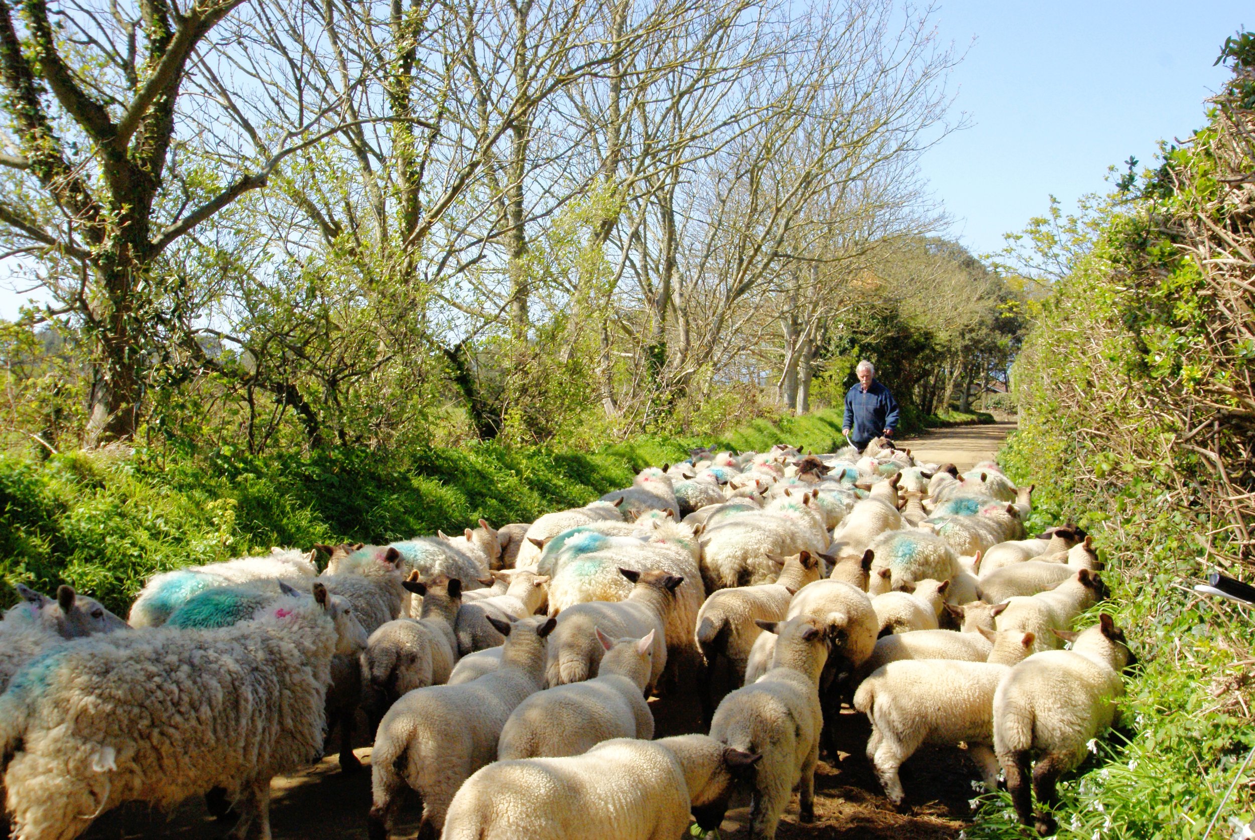 Rush Hour @ Sark RS.jpg