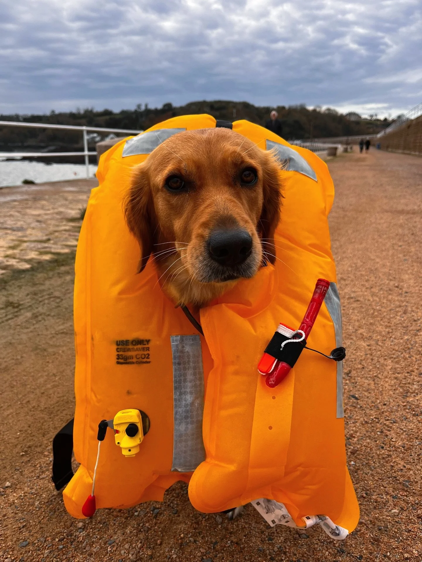 @lido.thegolden helping with life jacket checks and maintenance 🛟 🐕 lots to keep us being over the winter.
&bull;
&bull;
#jerseyci #jerseyseafaris #boattrips #boattripsjersey #thingstodoinjersey #lesecrehou #boatdog #dogsofinstagram #winter #lifeja
