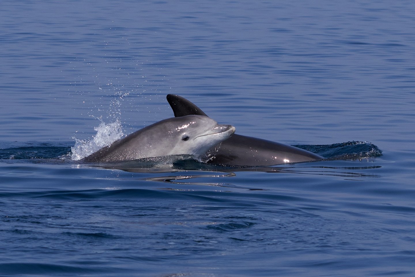 Happy belated world wildlife day! Sorry we missed it yesterday, ironically we were playing with dolphins 😅 here is just a couple of the many animals you can see with us! Swipe for an angry seagull! 
&bull;
&bull; 
#worldwildlifeday #wildlife #dolphi