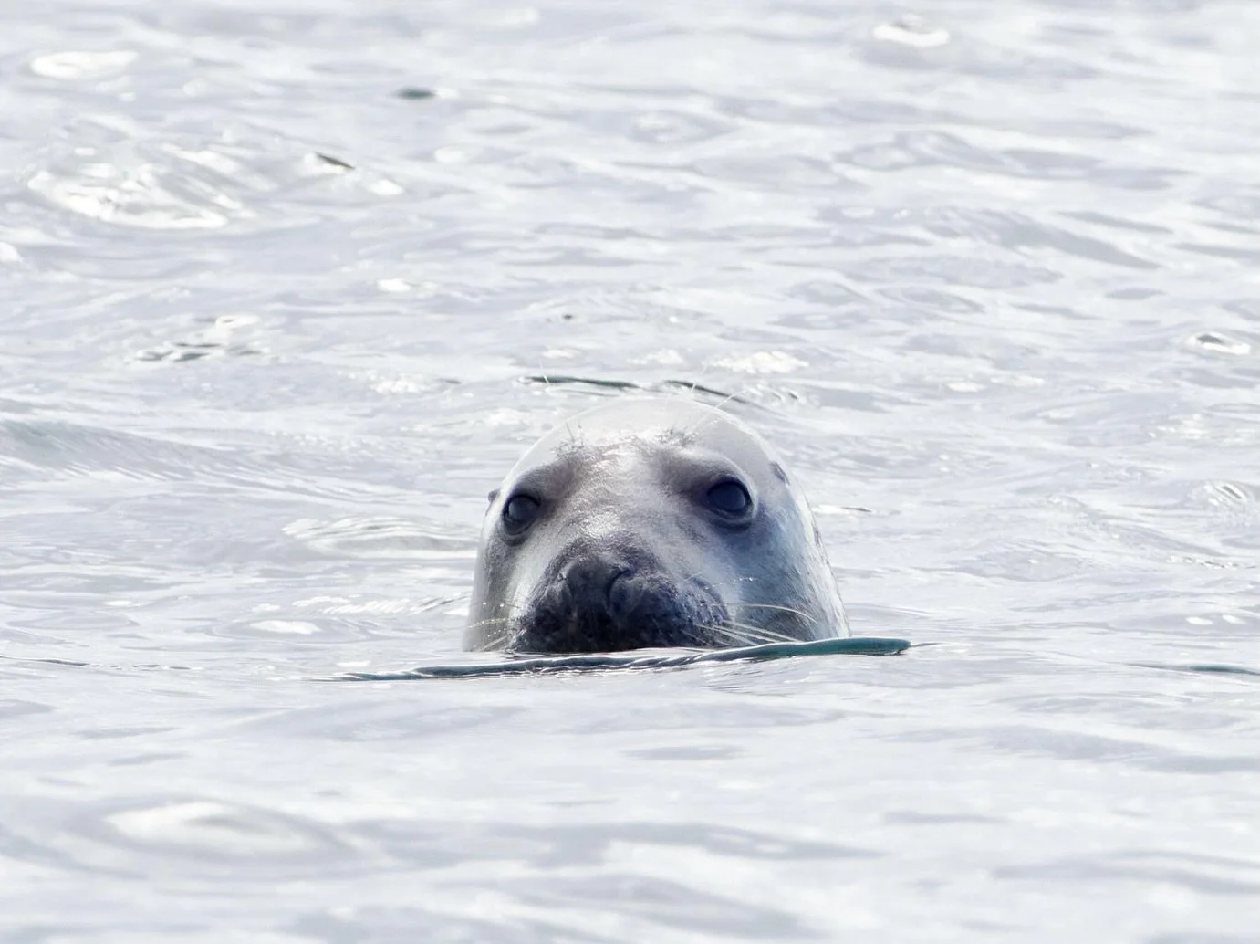 Les Ecrehou is a great place to spot some of our Grey Atlantic Seal population 🦭 we spotted 16 on one rock last week, all basking in the spring sun ☀️ 
📸 @fischyimages 
&bull;
&bull;
#seals #sealife #marine #uknature #jerseyci