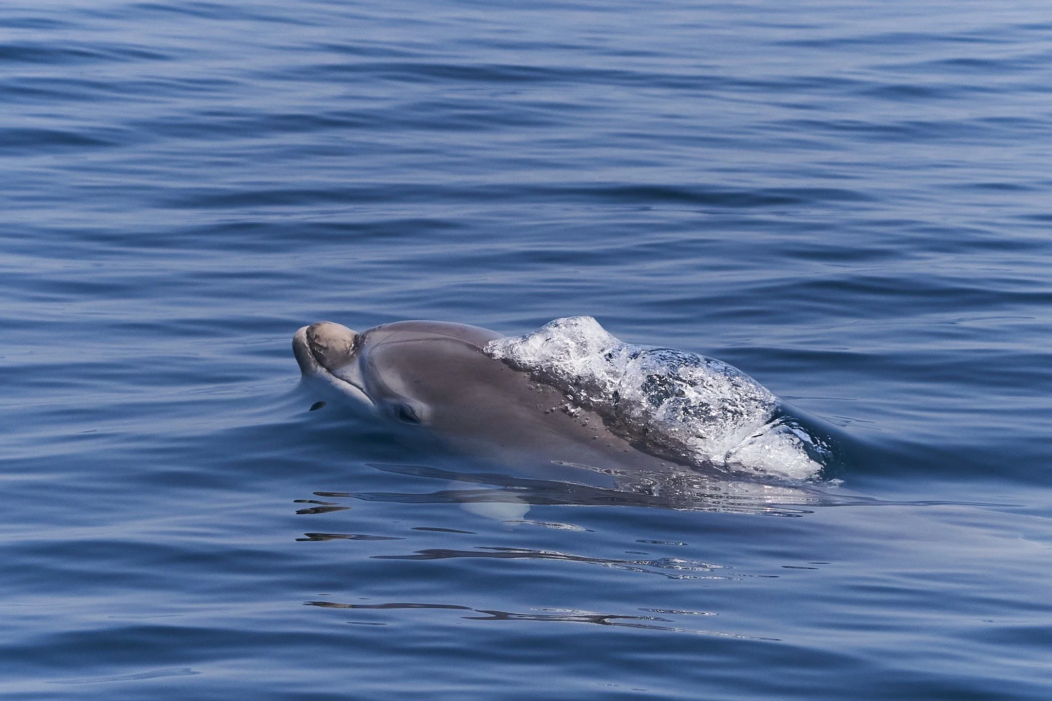 🌊 Happy World Ocean Day 🌊
We are celebrating the wildlife and waters that make Jersey so special. We're proud to carbon offset all of our fuel, help clean our harbours, and bring back rubbish from the reefs whenever we can to do are part in protect