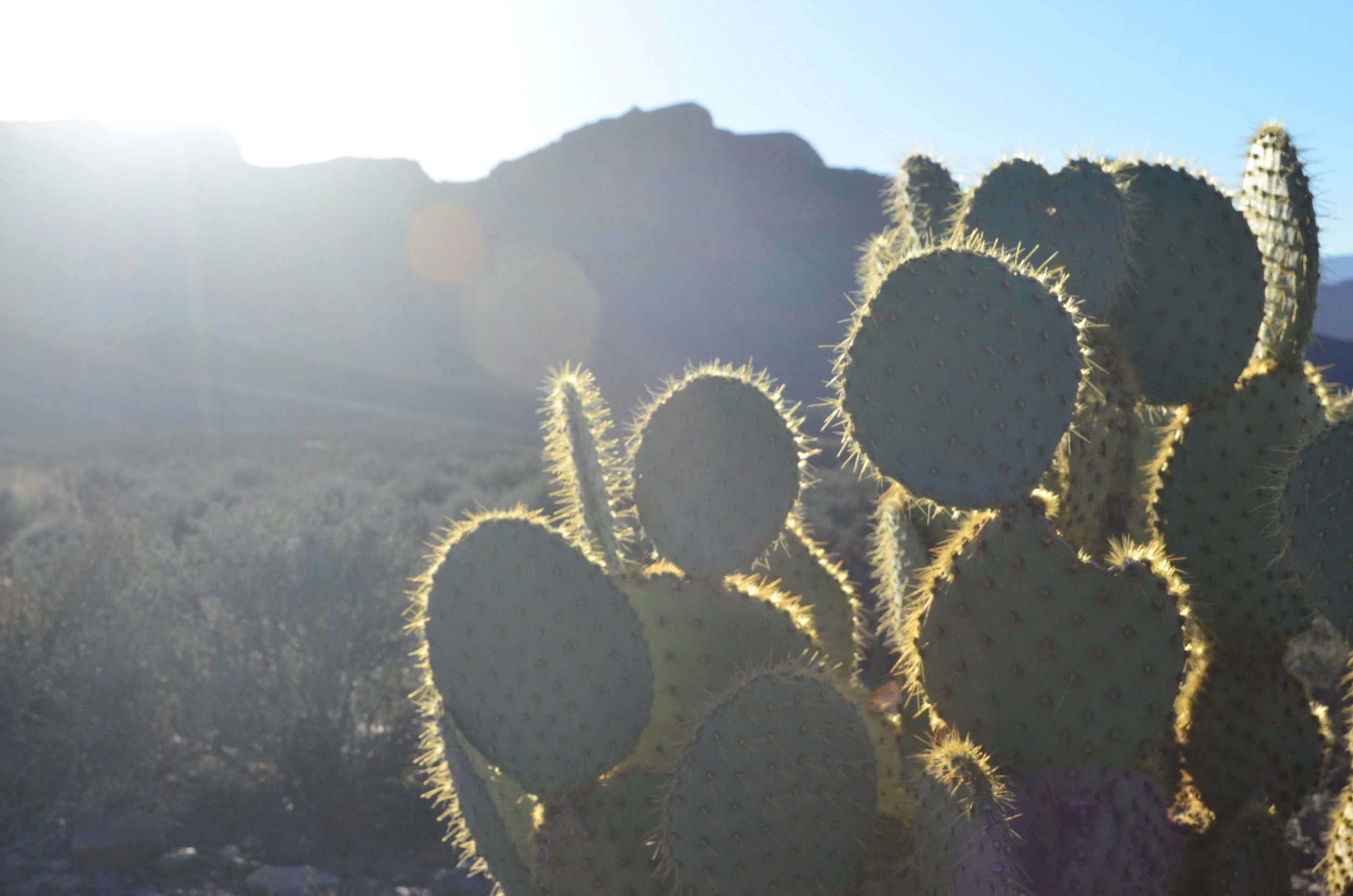 20150310 Grand Canyon Cactus.JPG