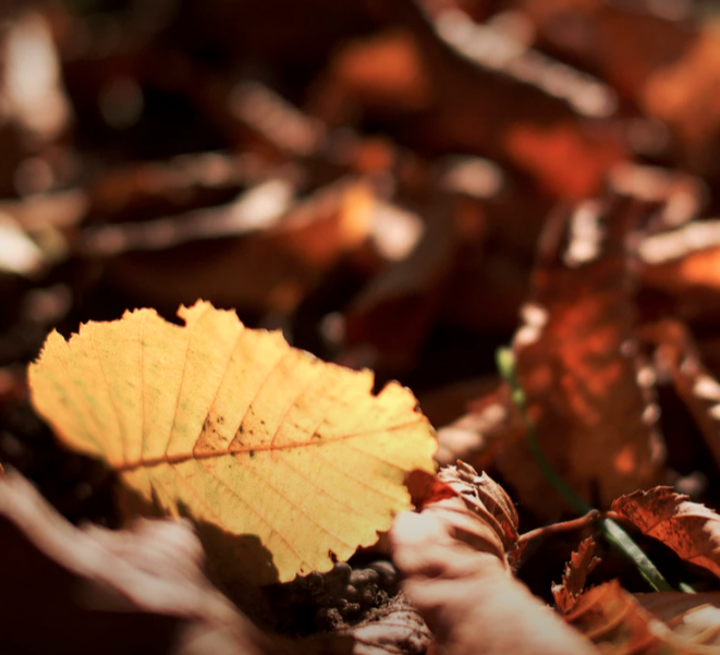 Giving Thanks, Giving Them Hell 