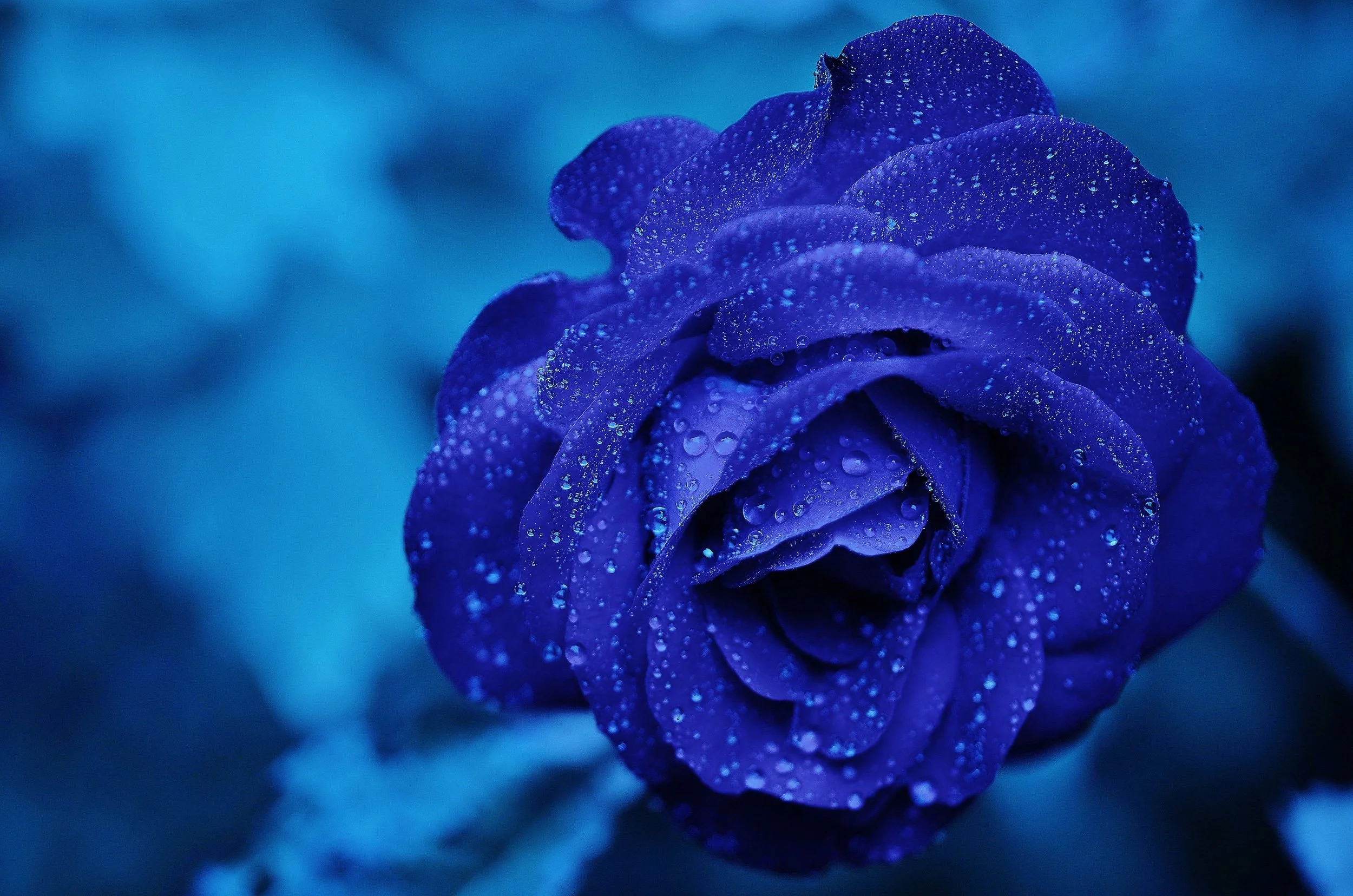 Photo by Pixabay