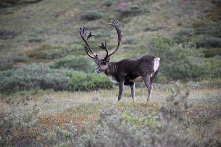 Alaska