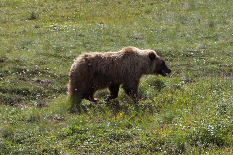 bear--1_MG_7124.jpg