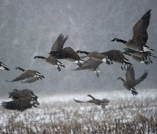 Snow.-Geese.-Cones.-Plants-12.16.jpg