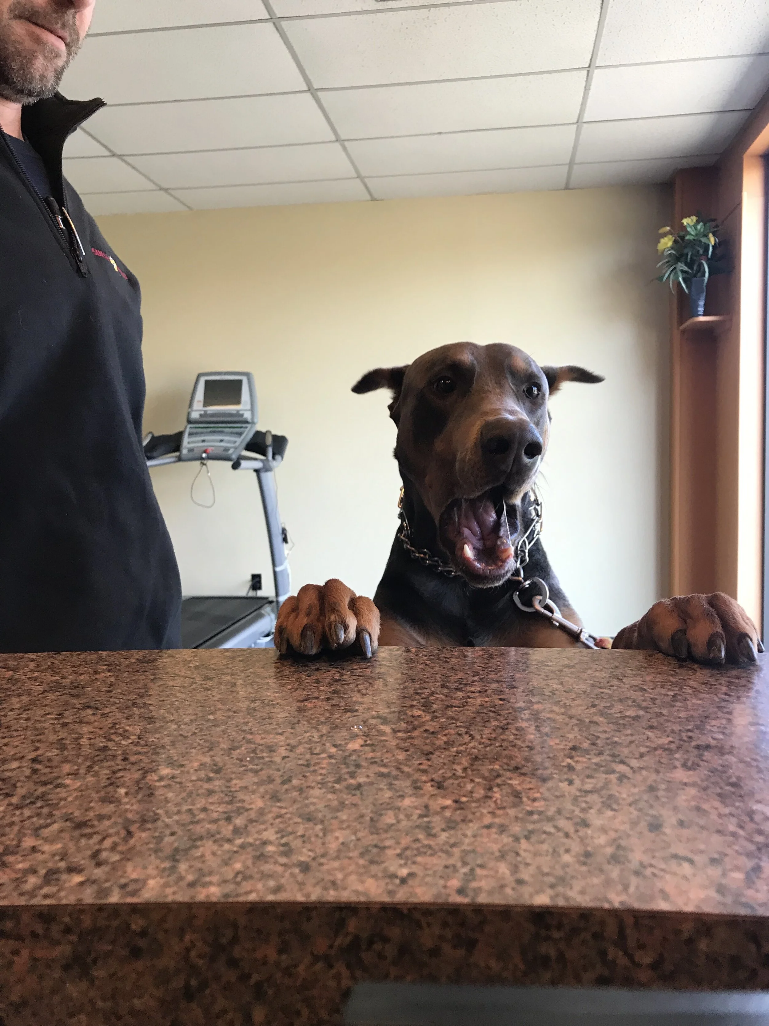 What I Learned From The Dog Trainer