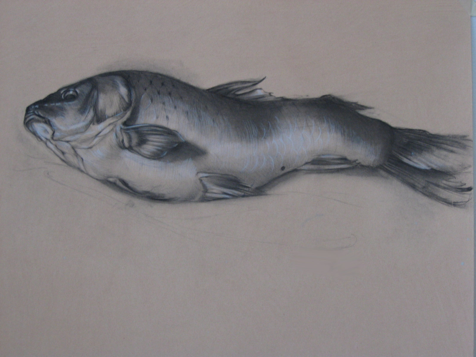 Poisson, charcoal on archival paper, 24 x 19"
