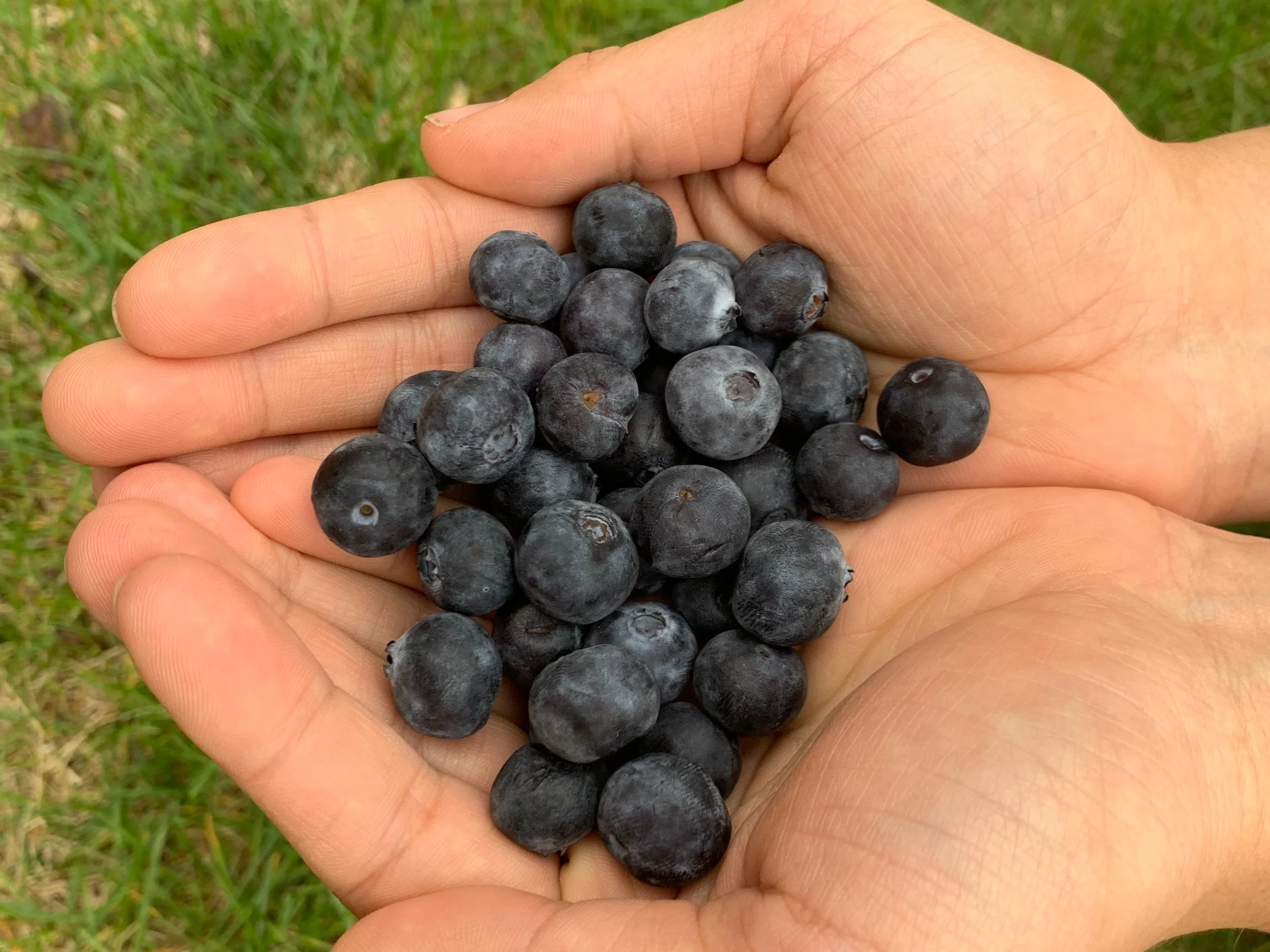 blueberries.jpg