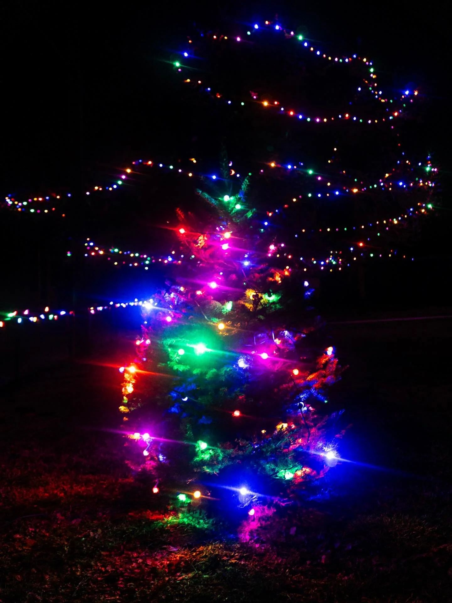 Holiday cheer, lights of many varieties, the presence of loved ones. May this holiday season be easy on y&rsquo;all 🎄🥹