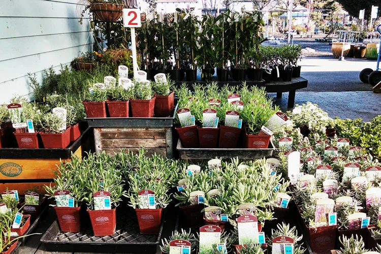 grays-gardens-seasonal-plantings.jpg
