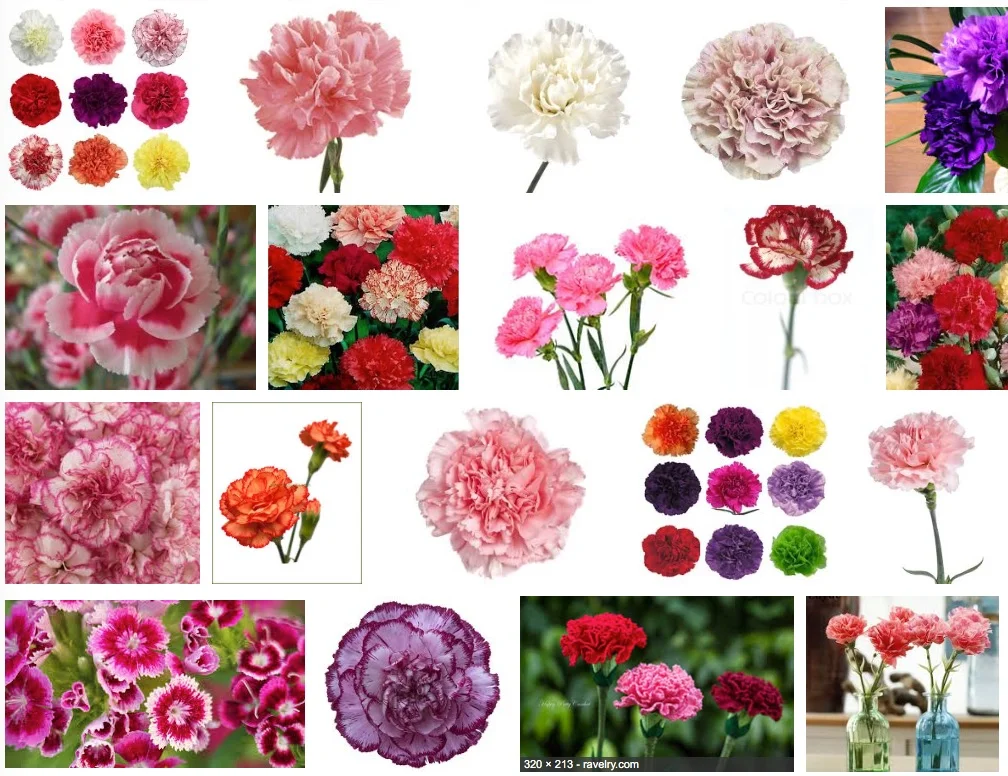 Live Carnations.jpg